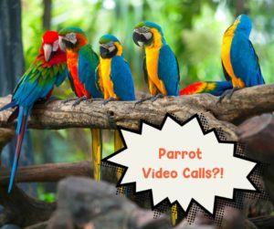 Parrot Video Calls