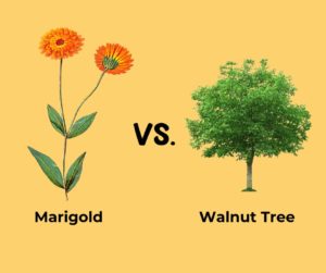 Marigold vs Walnut Tree