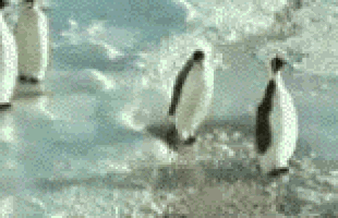 Awkward penguin 2