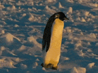Awkward penguin